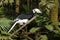 Southern pied-hornbill or Asian Pied-hornbill, Anthracoceros albirostris