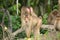 Southern pig-tailed macaque