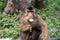 Southern pig-tailed macaque eating banana in Sumatra