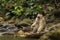 Southern Pig-tailed Macaque - Macaca nemestrina