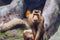 Southern Pig-tailed Macaque (Sundaland pigtail macaque or Sunda pig-tailed macaque), In Zoo, Prague. The southern pig-tailed