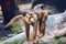 Southern Pig-tailed Macaque (Sundaland pigtail macaque or Sunda pig-tailed macaque), In Zoo, Prague. The southern pig-tailed