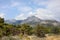 Southern pine forest at foot of rocky mountains on summer day.