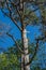 A Southern Pine Tree Against A Blue Sky Background.