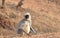 Southern plains gray langur /Common Langur /Indian