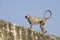 Southern Plains Gray Langur monkey in India Jaipur