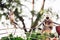 Southern plains gray langur (Semnopithecus dussumieri) monkeys jumping on a metallic fence