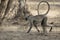 Southern plains gray langur which walks the ground in a bush for