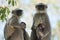 Southern plains gray langurs, females and their cubs.