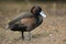 Southern pochard