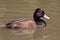 Southern Pochard