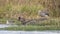 Southern Pochard among Blue-winged Geese