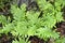 Southern Polypody Fern