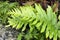 Southern Polypody Fern