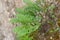 Southern polypody Polypodium cambricum, fern on a rock