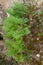 Southern polypody Polypodium cambricum, on a rock