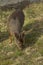 Southern Pudu grazing