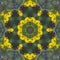 Southern Ragwort Wildflower Kaleidoscope Pattern