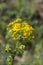 Southern Ragwort Wildflower - Packera anonyma