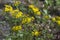 Southern Ragwort Wildflower - Packera anonyma