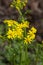 Southern Ragwort Wildflower - Packera anonyma
