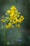 Southern Ragwort Wildflower - Packera anonyma