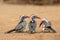 The southern red-billed hornbill Tockus rufirostris group of birds sitting on the ground. Three birds with red beaks on the