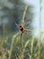 Southern Red Bishop