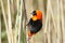 Southern Red Bishop