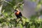 Southern Red Bishop breeding male perched on acacia tree