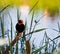 Southern Red Bishop at the Dam