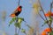 Southern Red Bishop (Euplectes orix)