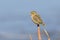 Southern Red Bishop, Euplectes orix,  breeding female perched on an aloeBreede River, Robertson, Western Cape