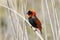 Southern Red Bishop Euplectes orix  breeding male perched on reed, Vrolijkheid NatureReserve, McGregor, Western Cape, South