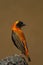 Southern Red Bishop perched on rock