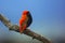 The southern red bishop or red bishop Euplectes orix sitting on the branch with blue background. Red passerine at courtship