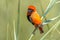 Southern Red Bishop in reed