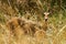 The Southern Reedbuck
