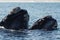 Southern Right Whale Couple