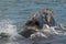 Southern Right Whale emerging from the water,