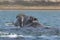 Southern Right Whale emerging from the water,