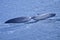 Southern Right Whale, Eubalaena australis, Gansbaai