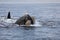 SOUTHERN RIGHT WHALE eubalaena australis, HEAD EMERGING FROM WATER, NEAR HERMANUS IN SOUTH AFRICA