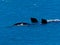 Southern Right Whale Eubalaena australis migration Head of Bight, Nullabor, Australia