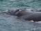 Southern Right whale - Eubalaena australis - in Walker Bay, Hermanus, South Africa