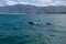 Southern Right Whale female with her calf in the indian ocean at Hermanus