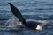 Southern right whale fin