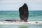 Southern Right Whale fin