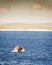 Southern Right Whale at Sunset