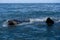 Southern Right Whale surfacing to take a breath in the Indian Ocean near Hermanus